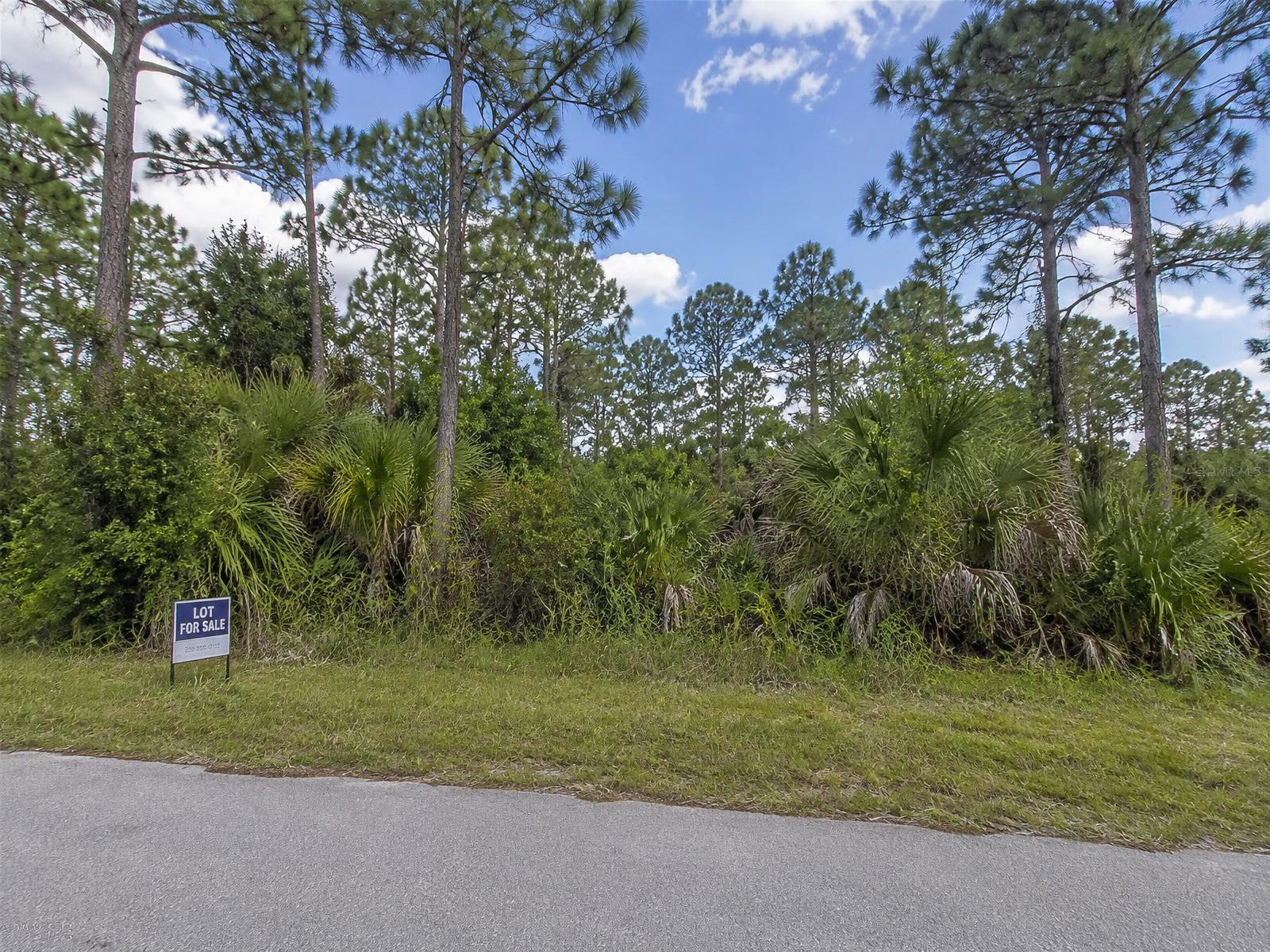 Overgrown wooded lot, typical land listing photo